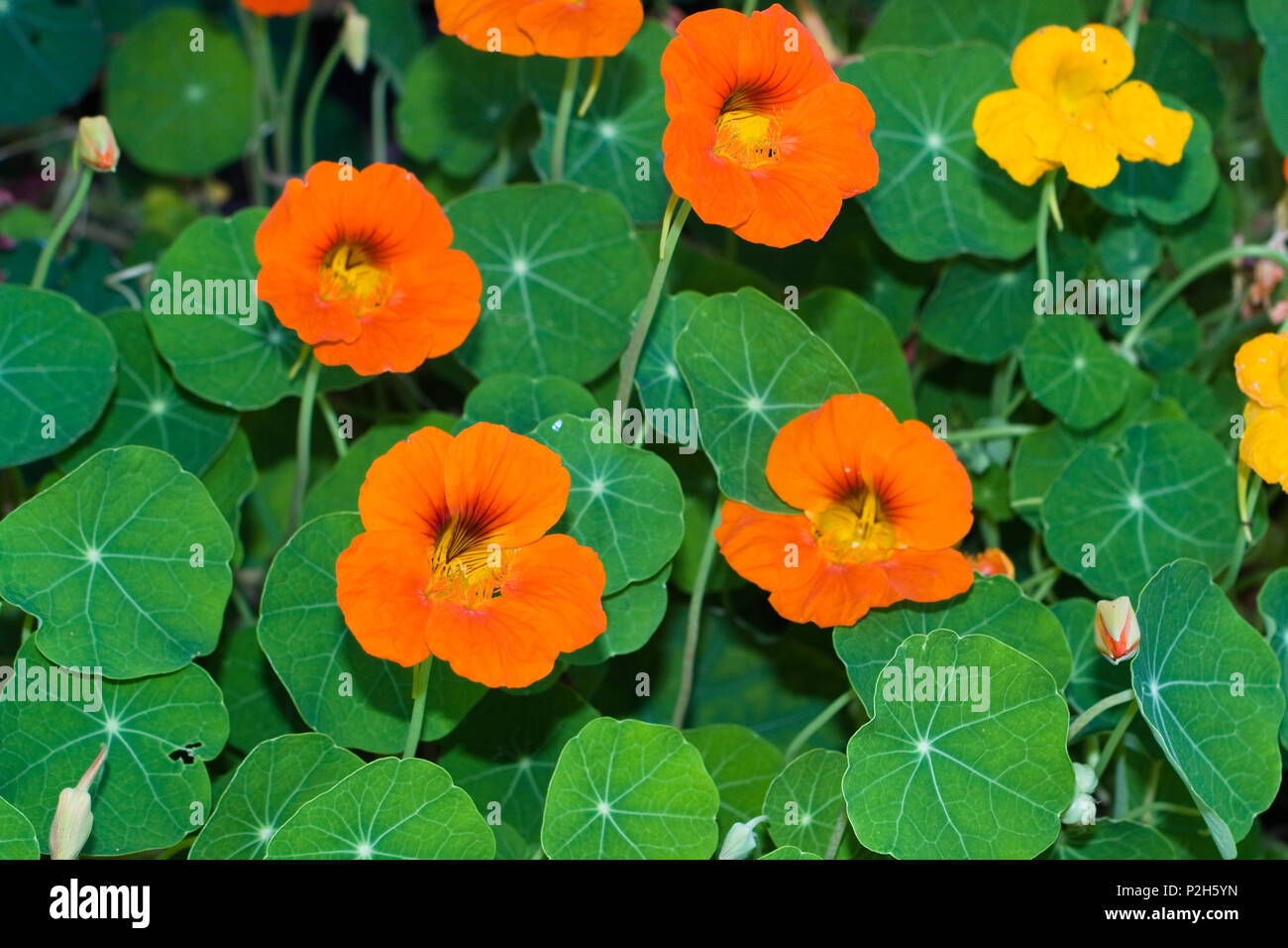 Garten Kapuzinerkresse Tropaeolum Majus Stockfotos und bilder Kaufen