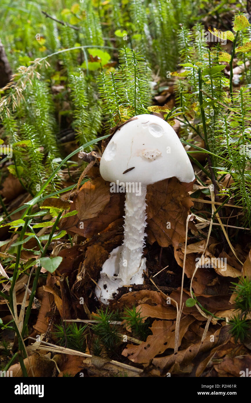 Tödlich giftige Pilze, Amanita virosa, Oberbayern, Deutschland, Europa Stockfoto