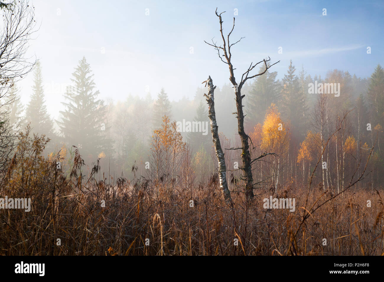 Herbst im Moor, Oberbayern, Deutschland, Europa Stockfoto