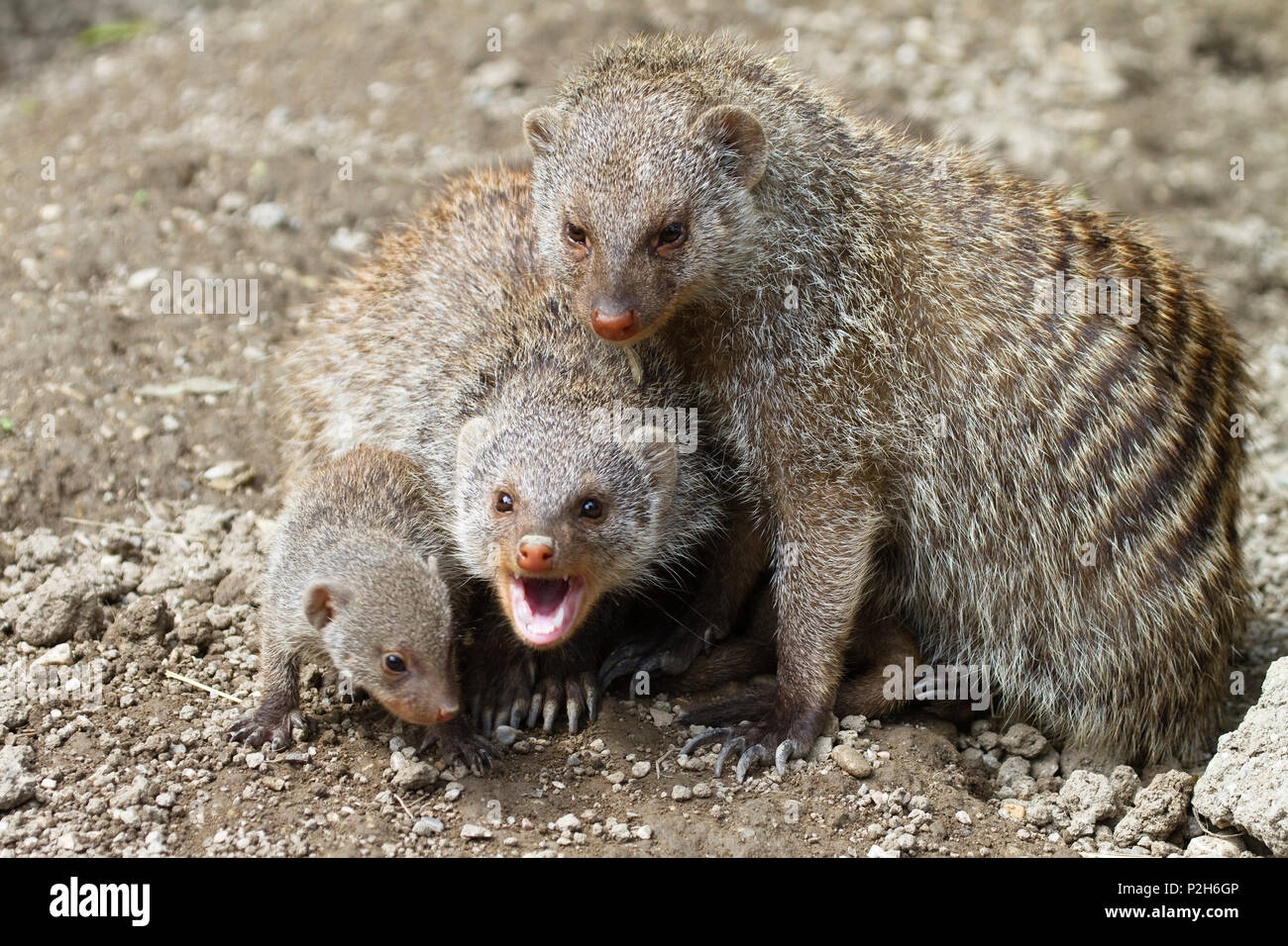 Banded Mongoose Gruppe Mit Baby Mungos Mungo Afrika Captive Stockfotografie Alamy
