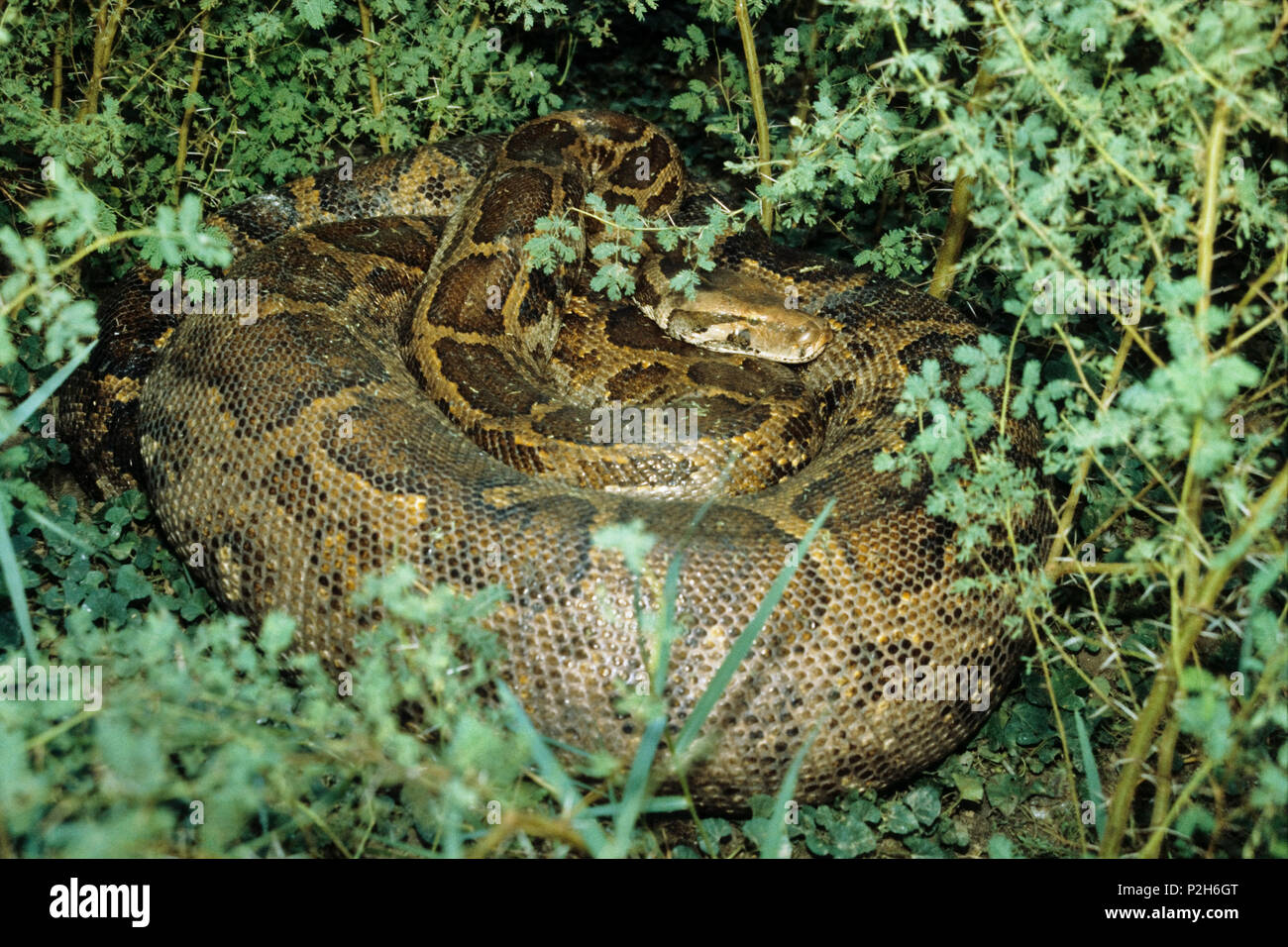 Python Python molurus, Indien, Asien Stockfoto