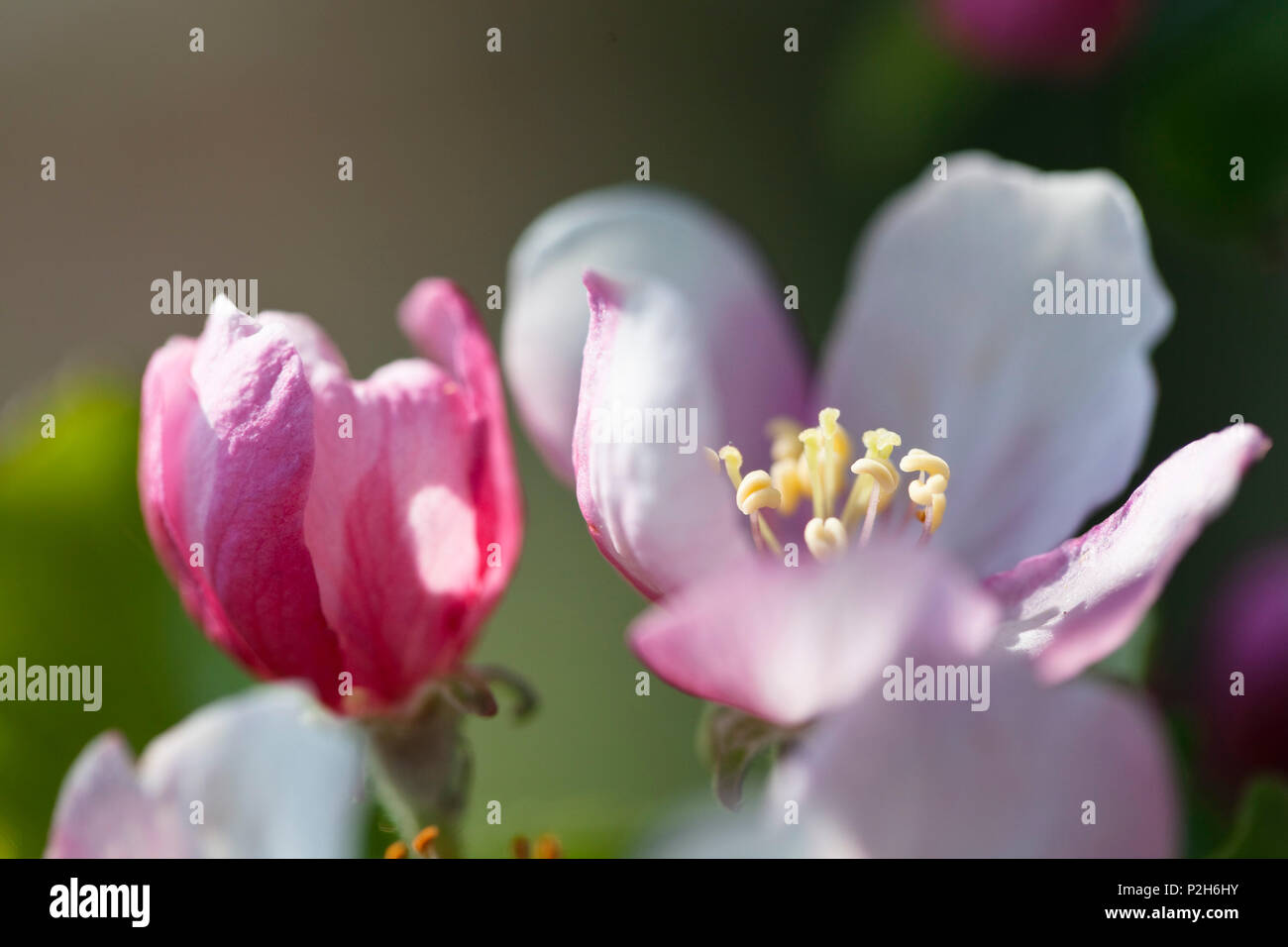 Apple Tree Blossoms, Malus, spec. Feder, Bayern, Deutschland Stockfoto
