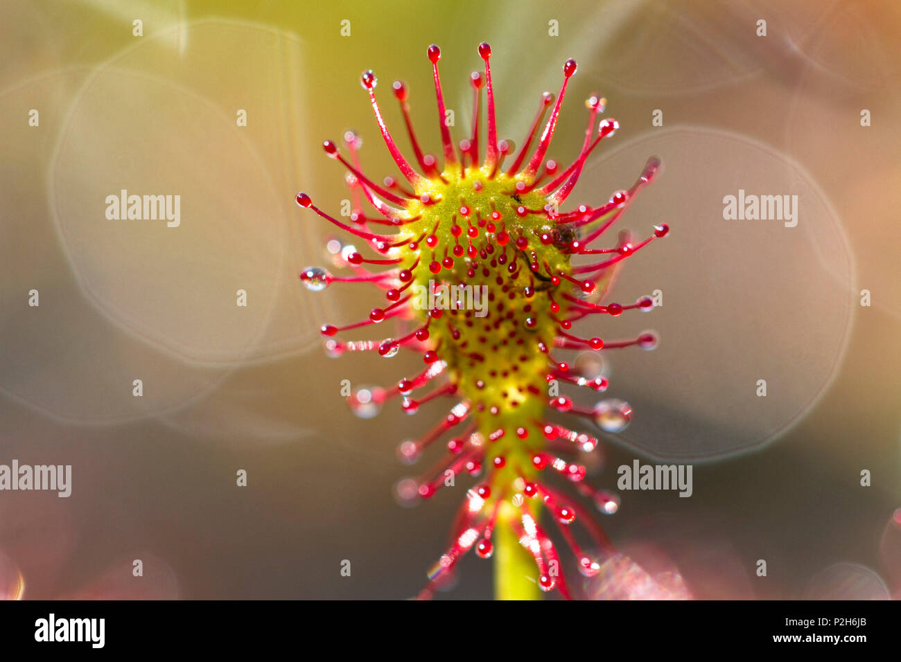 Sonnentau, Drosera intermedia, Bayern, Deutschland Stockfoto