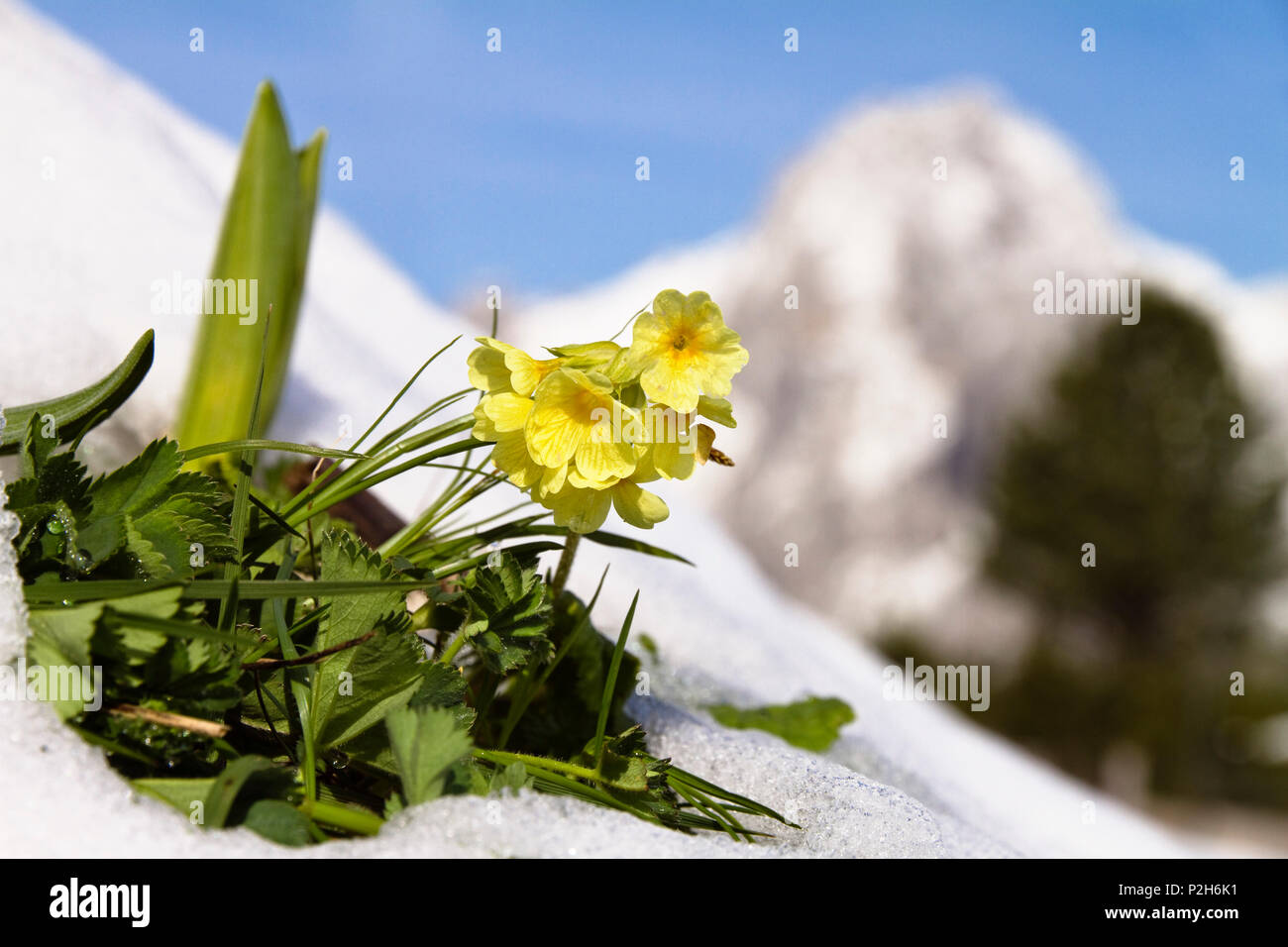 Schlüsselblume im Schnee, Primula elatiorbegonie Erdbeere, Alpen, Oberbayern, Deutschland, Europa Stockfoto