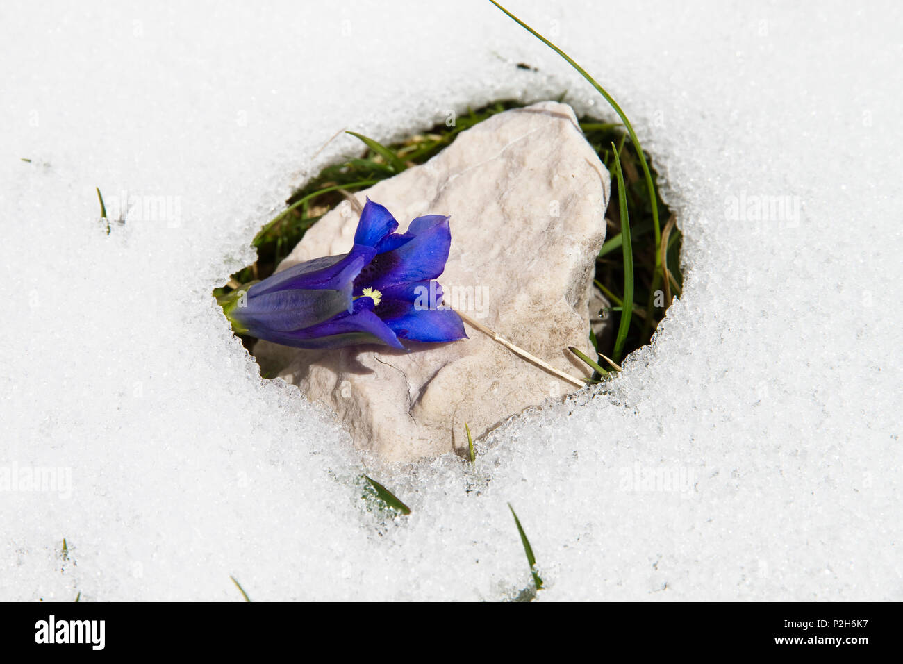 Enzian im Schnee, Gentiana clusii, Oberbayern, Deutschland, Europa Stockfoto