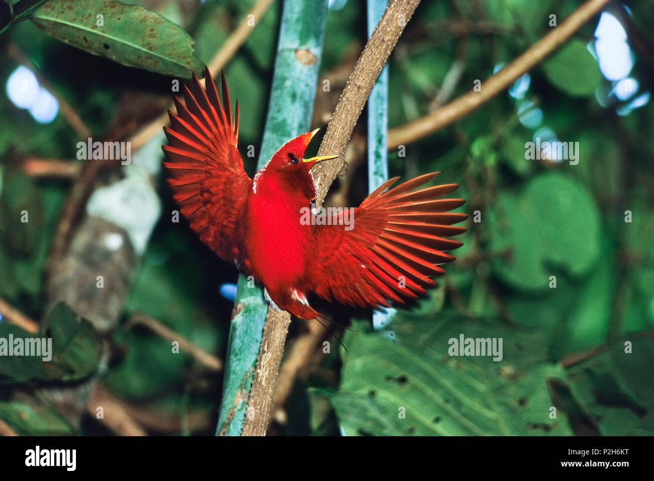 King Bird Of Paradise, männlich, Anzeigen, Cicinnurus Regius, West-Papua, Irian Jaya, Neuguinea, Indonesien Stockfoto