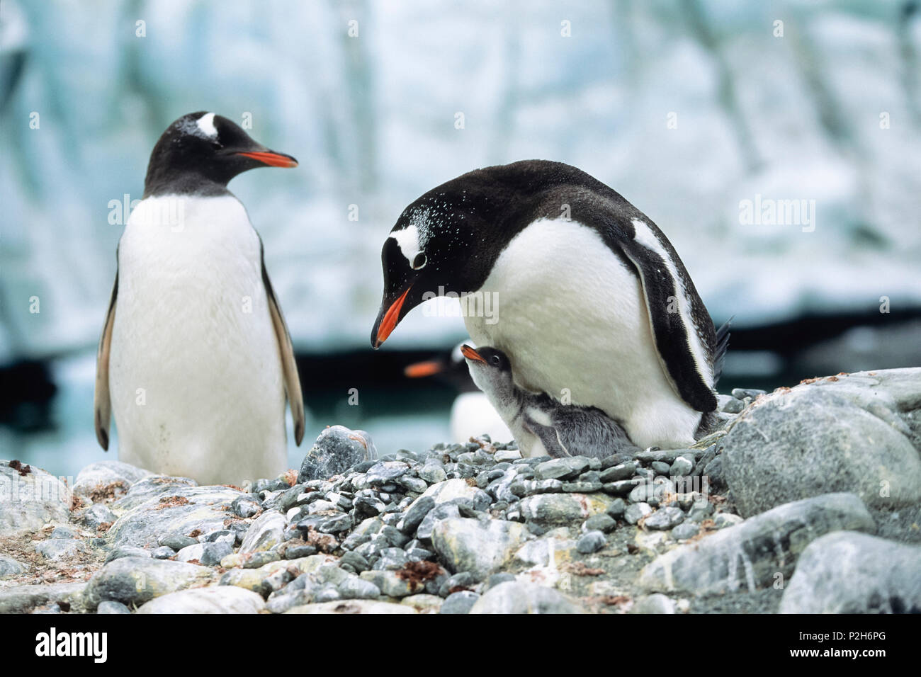 Gentoo Pinguin mit Küken, Pygoscelis papua, Antarktische Halbinsel, Antarktis Stockfoto