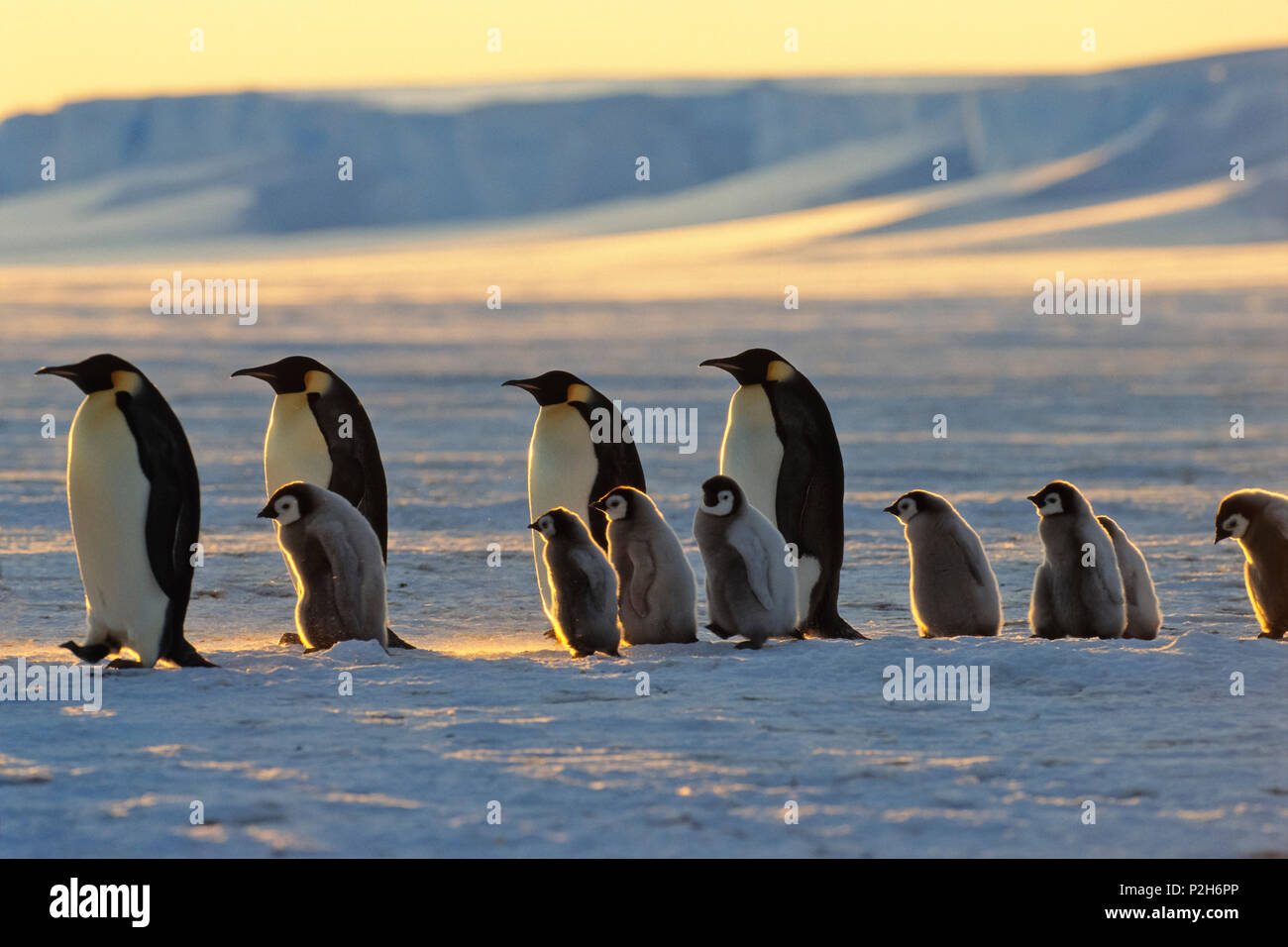 Kaiserpinguine mit Küken wandern bei Sonnenuntergang, Aptenodytes forsteri, iceshelf, Weddellmeer, Antarktis Stockfoto