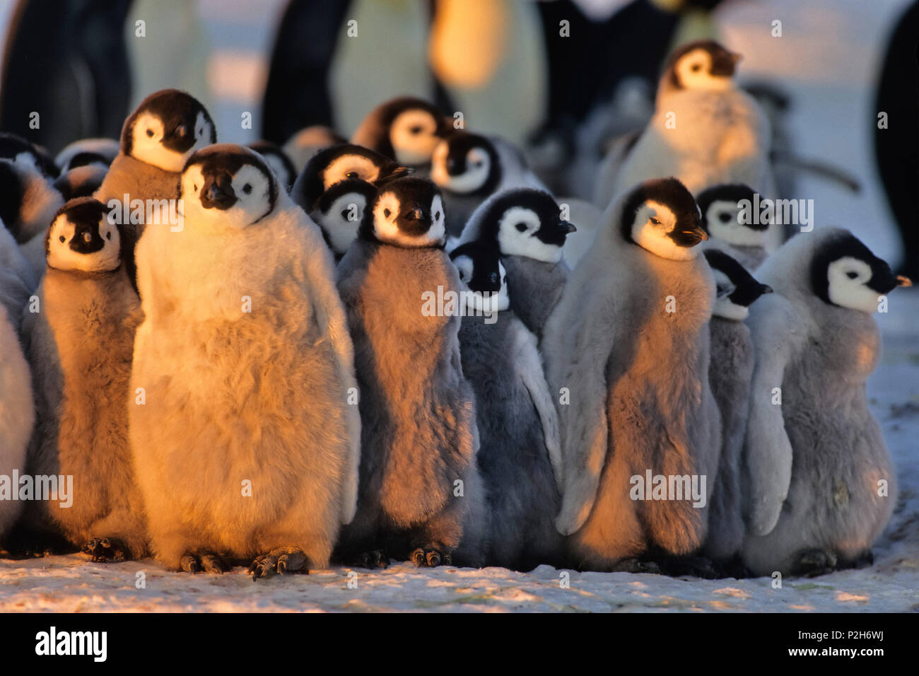 Kaiserpinguine mit Küken Erwärmung, Kindergarten, Aptenodytes forsteri, Antarktis Stockfoto