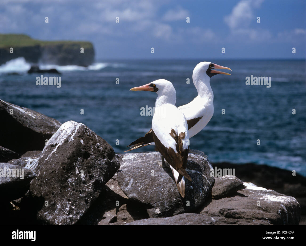 Maskentölpel, Sula dactylatra, Haube Island, Galapagos, Ecuador, Südamerika Stockfoto