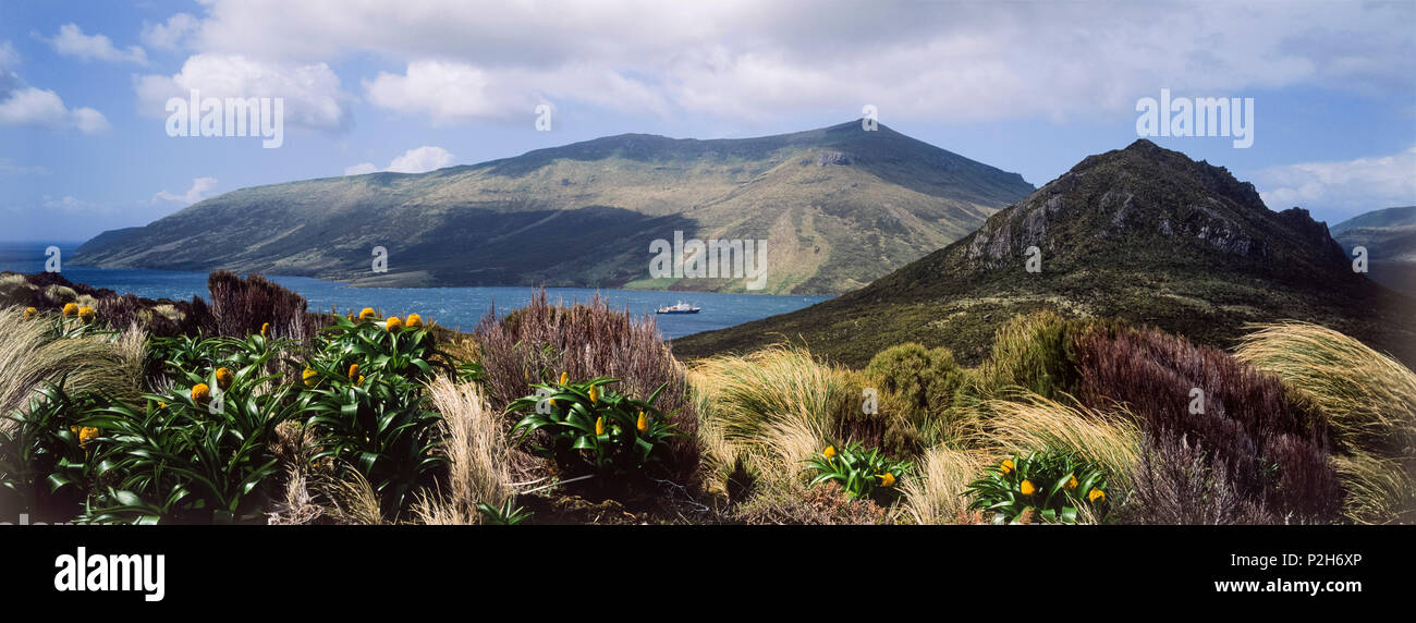 Megaherbs, Maori Zwiebel, Bulbinella rossii, Campbell Island, subantarktischen Inseln, Neuseeland Stockfoto