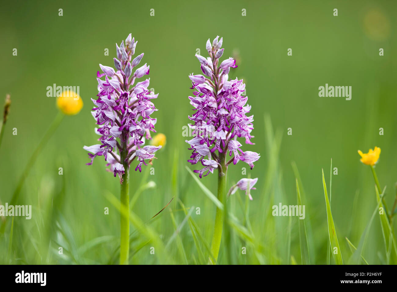 Marsh Orchidee, Orchis militaris, Bayern, Deutschland Stockfoto