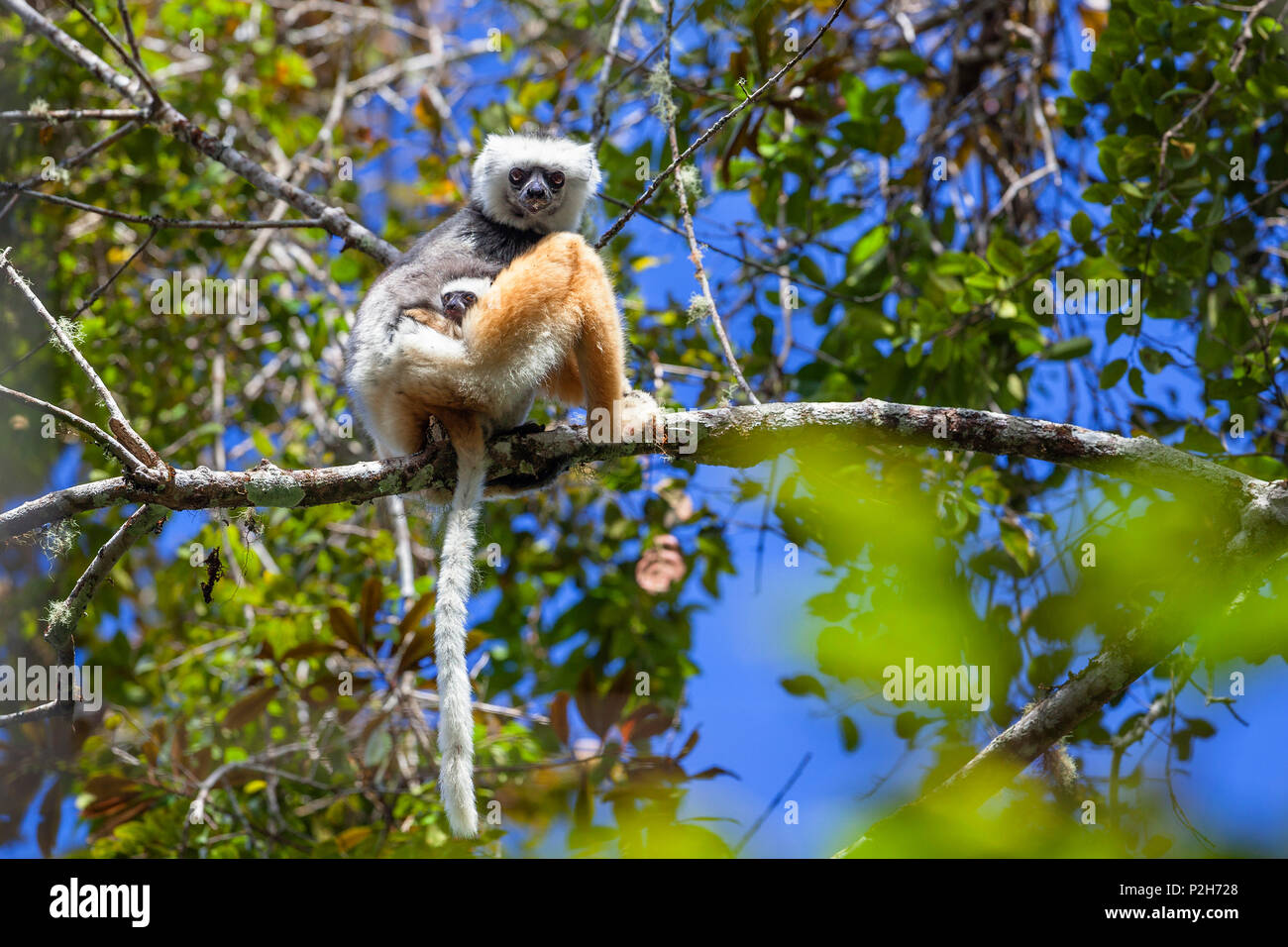 Diademed Sifaka mit Baby, Propithecus diadema, Andasibe Mantadia Nationalpark, Madagaskar, Afrika Stockfoto