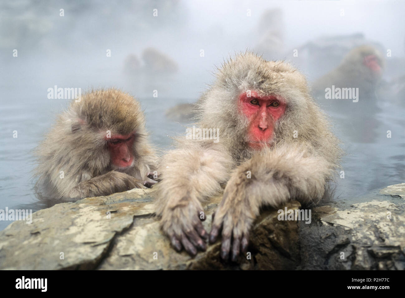 Snowmonkeys, japanischen Makaken in Hot spring Grooming, Macaca fuscata, Japanische Alpen, Japan Stockfoto