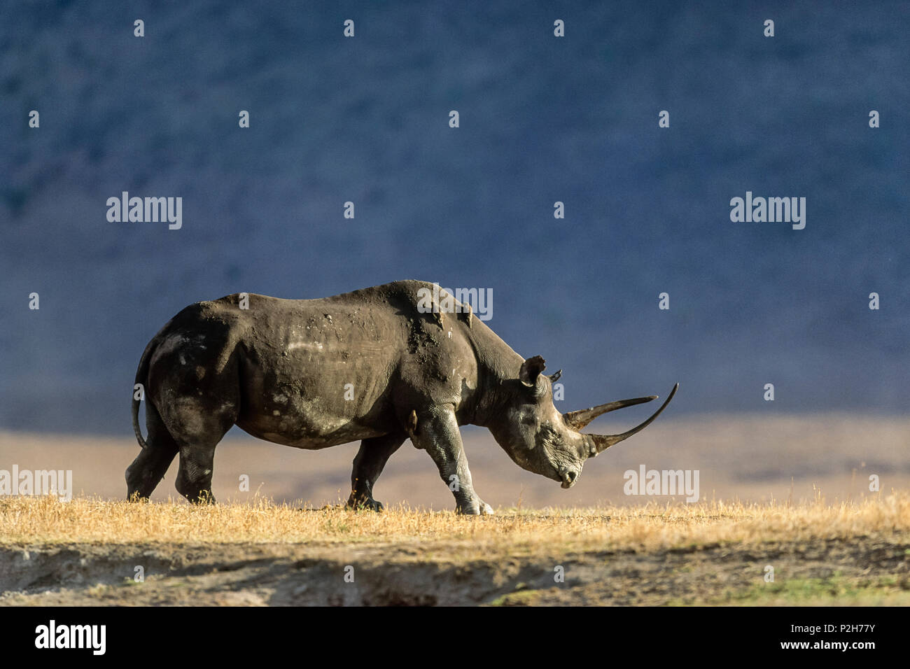 Schwarze Nashörner, Diceros bicornis, Ngorongoro-Krater, Tansania, Ostafrika Stockfoto