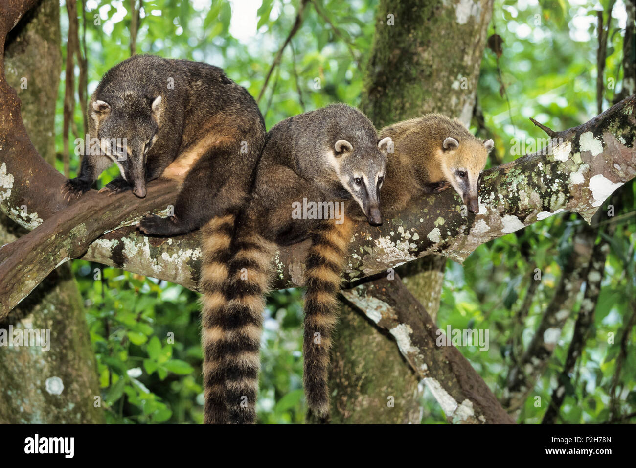 Nasenbären im Baum, Nasua nasua, Iguassu Nationalpark, Brasilien Stockfoto