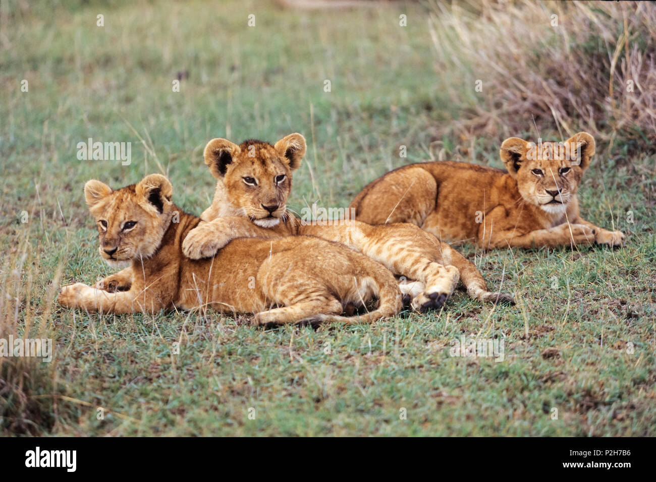 Junge afrikanische Löwen, Panthera leo, Serengeti, Tansania, Ostafrika Stockfoto