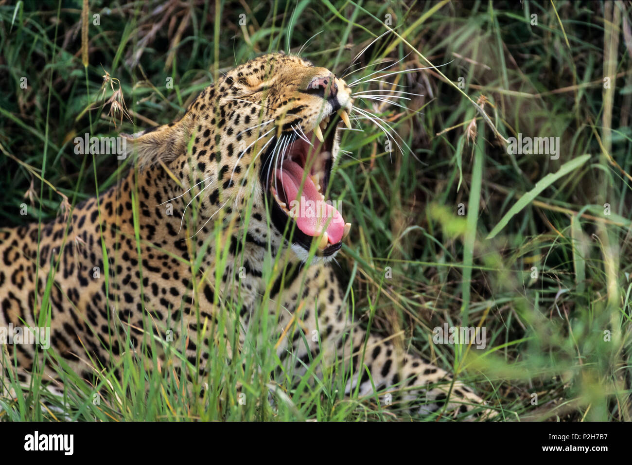 Leopard gähnen, Panthera Pardus, Serengeti National Park, Tansania, Afrika Stockfoto