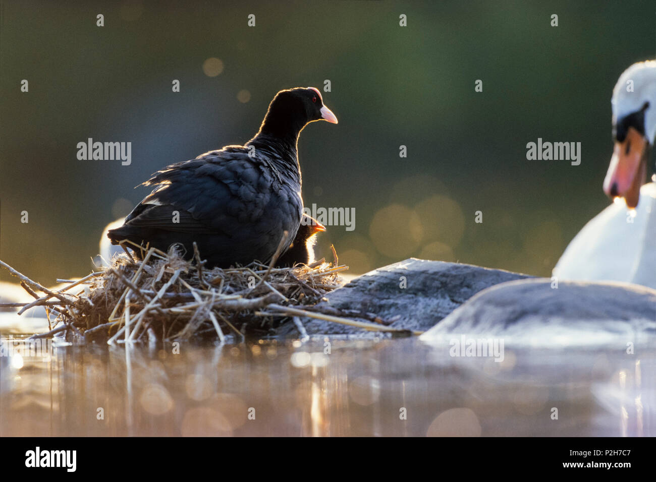 Blässhuhn mit Küken im Nest, Fulica atra, Bayern, Deutschland Stockfoto