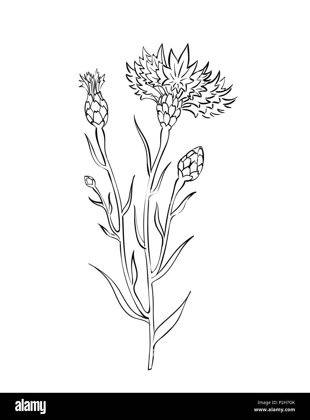 Vector Illustration der Kornblume Zweig, sanfte Skizze in Vintage botanischen Abbildung Stil - Wiese wildflower Brunch isoliert auf weißem Stock Vektor