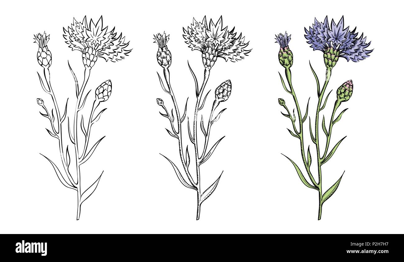 Vector Illustration Der Kornblume Zweige In Drei Stile Skizze Gravieren Und Farbe In Vintage Botanischen Abbildung Farbige Gravur Art Und Weise Einstellen Stock Vektorgrafik Alamy