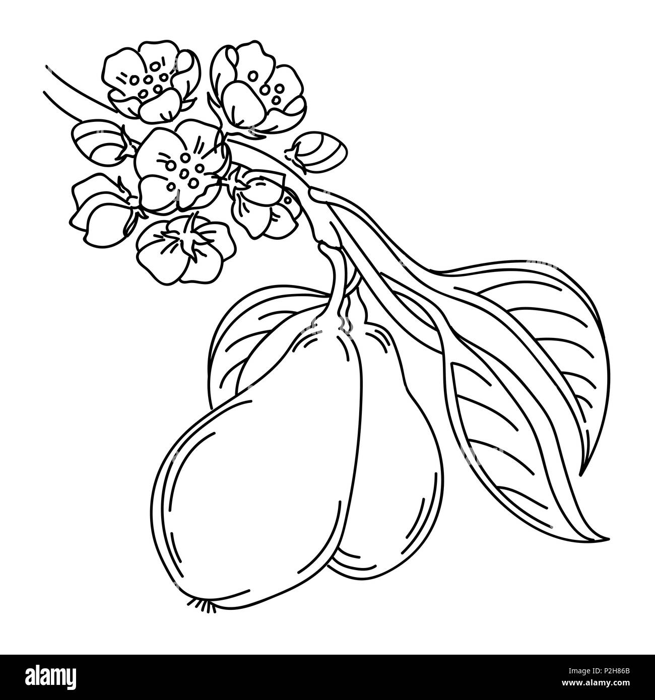 Vector Illustration eines Pear Tree Zweig insketch Stil, mit Blumen blühen und reifen Früchten, Botanische Illustration isoliert auf weißem Stock Vektor