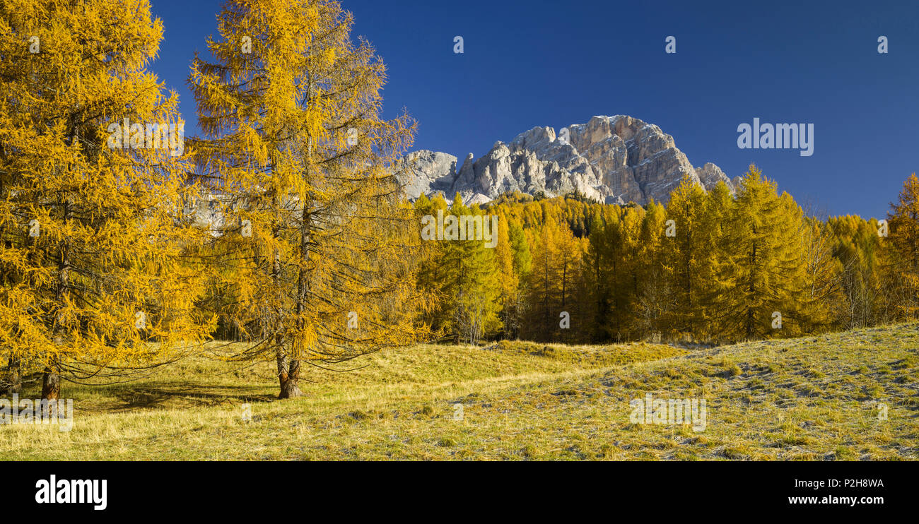 Monte Cristallo mit Lärchen, Venetien, Dolomiten, Italien Stockfoto
