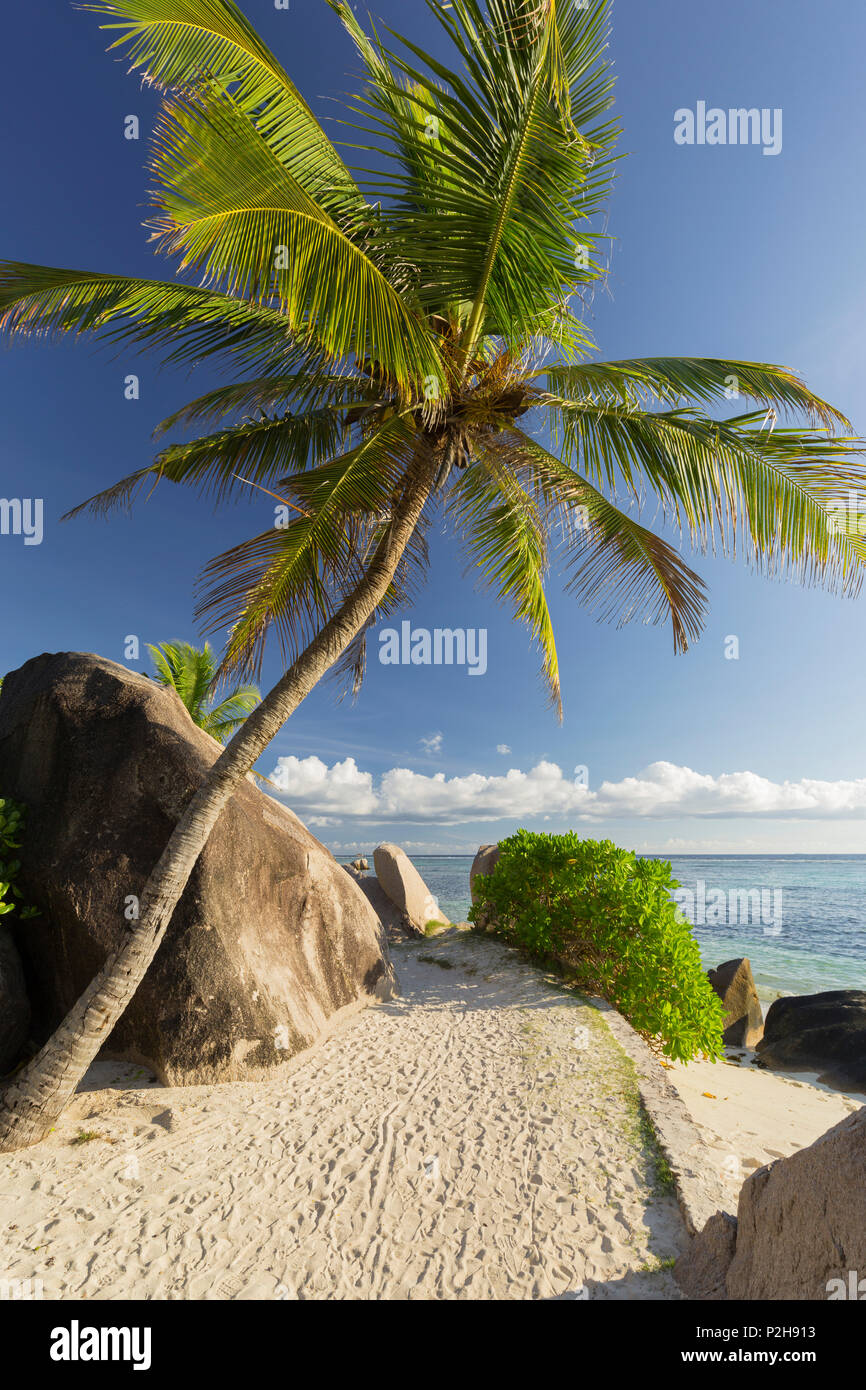 Palmen am Strand Anse Source D'Argent, La Digue Island, Seychellen Stockfoto