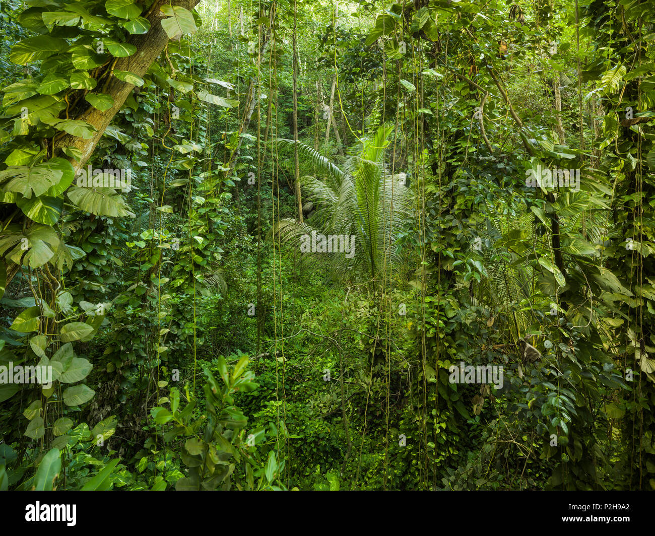 Die Vegetation im Dschungel, La Digue Insel La Digue Island, Seychellen Stockfoto