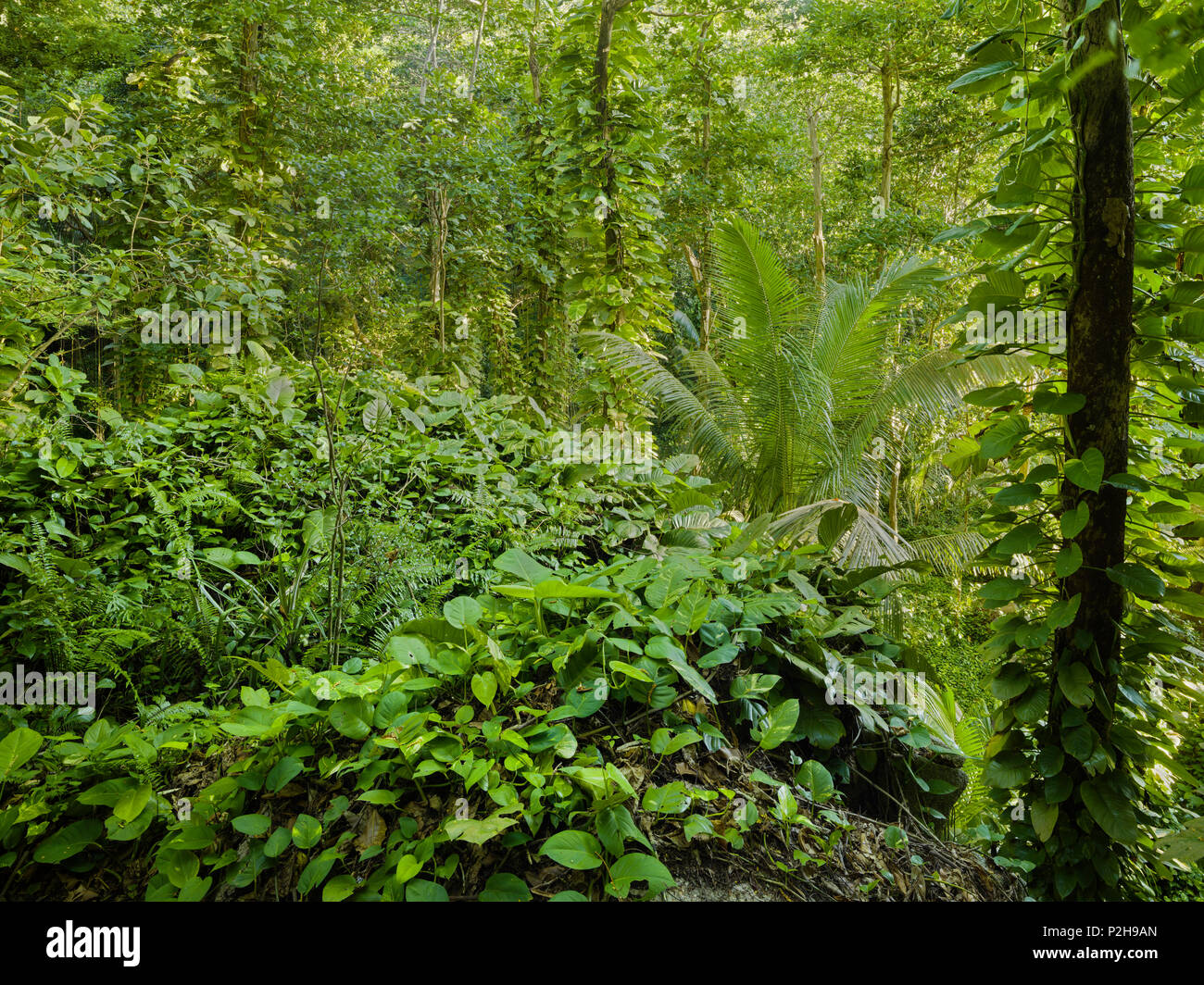 Die Vegetation im Dschungel, La Digue Island, Seychellen Stockfoto
