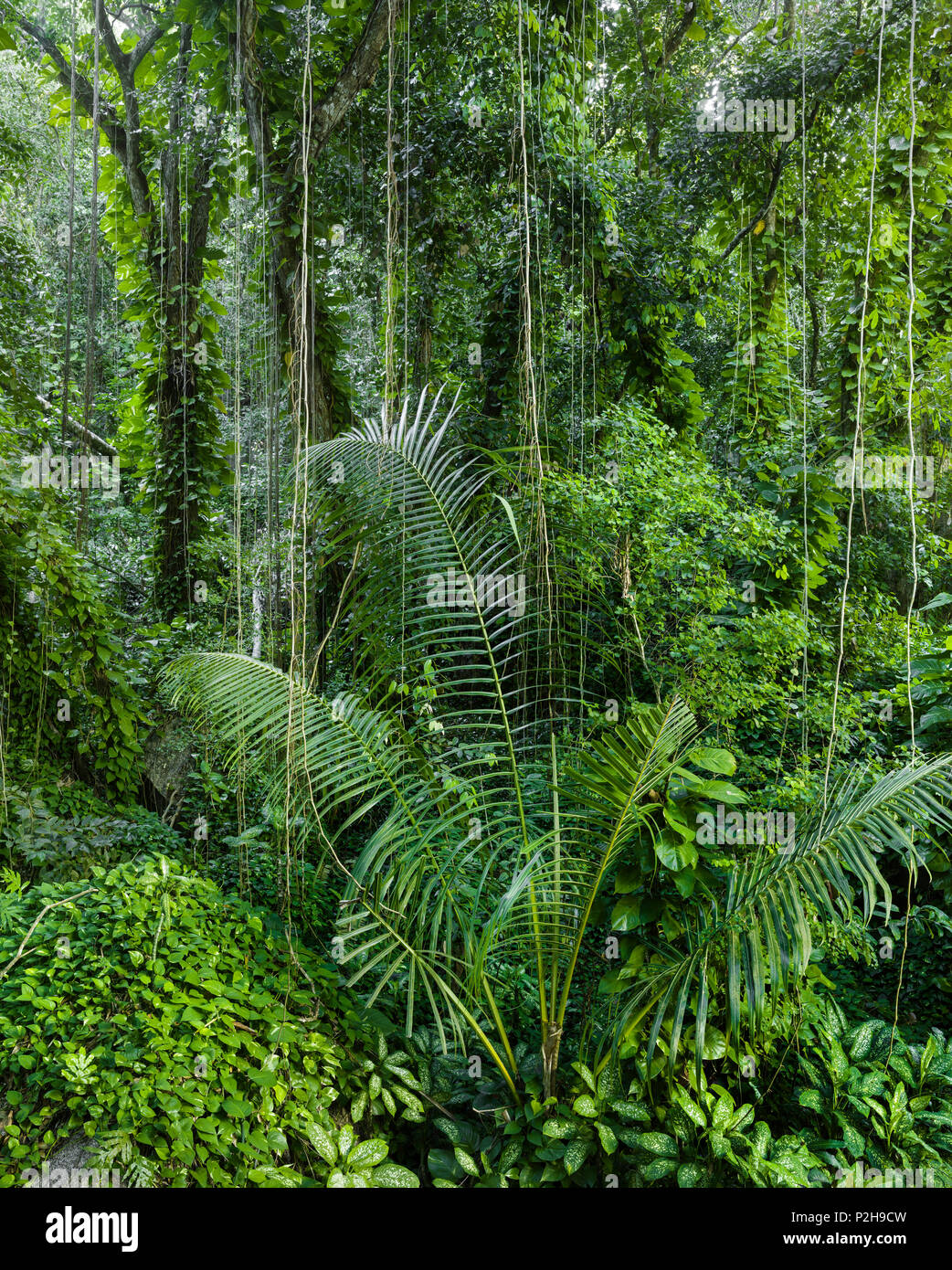 Bäume und Pflanzen im Dschungel, La Digue Island, Seychellen Stockfoto