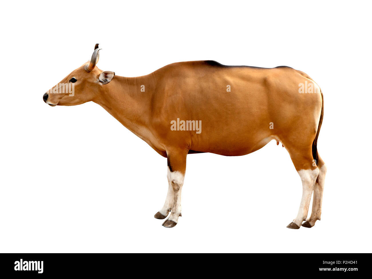 Bos javanicus Kopf. Roten Ochsen ist eine wilde Kuh. Kopf auf weißem Hintergrund isolieren. Stockfoto