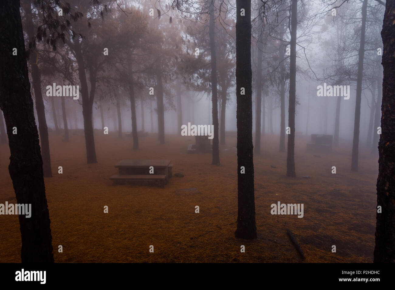 Geheimnisvoll brannte Kiefernwald in Nebel, Gran Canaria Stockfoto