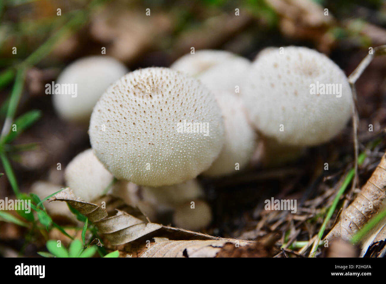 Lycoperdon saccatum Pilze auf dem Boden Stockfoto