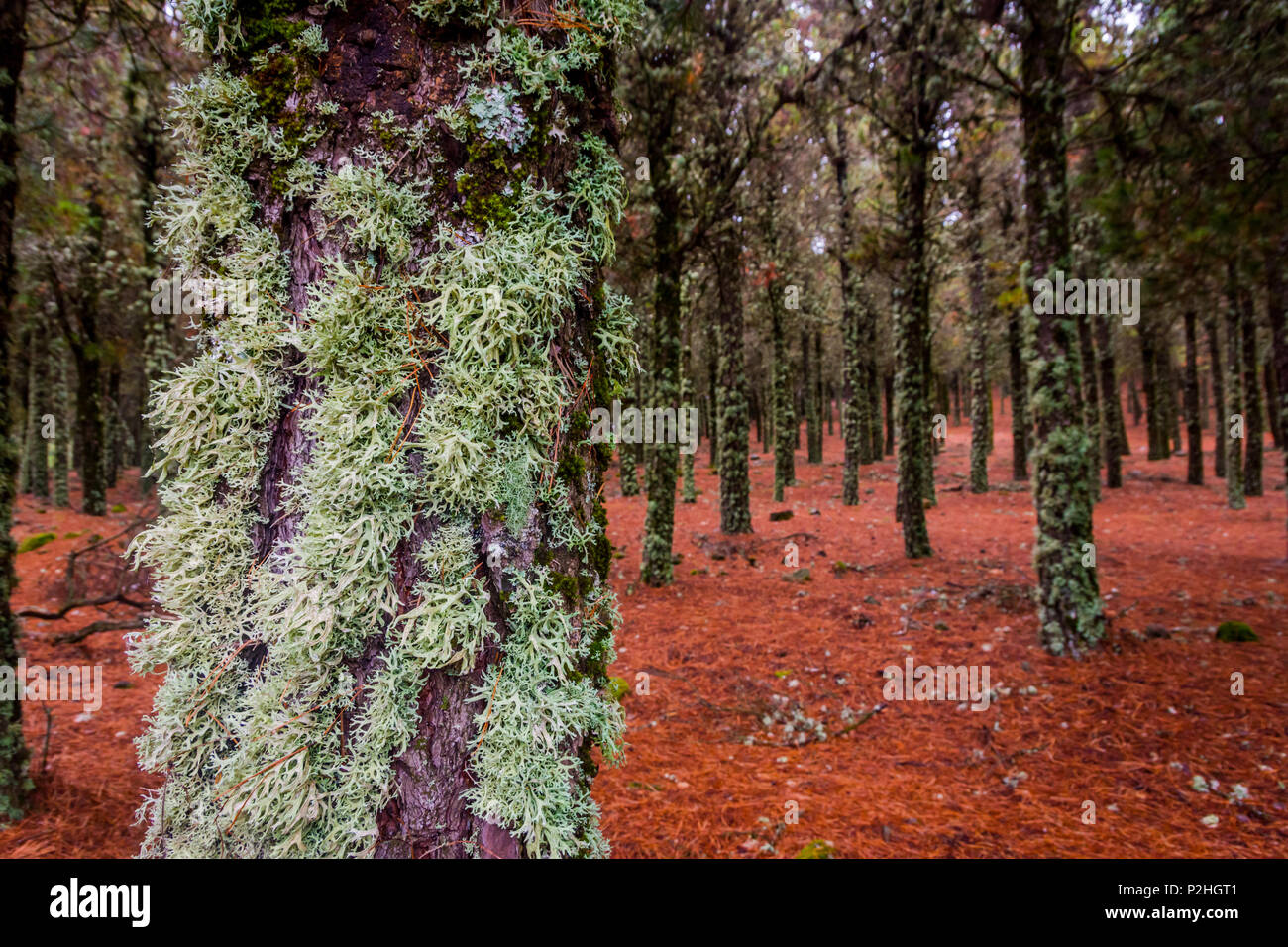 Kontrast von Flechten auf Baumstämmen und Red pine Nadeln auf den Boden, Wald in Gran Canaria, Spanien Stockfoto