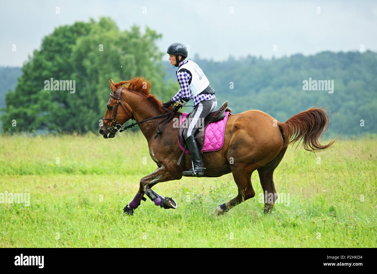 Pferd und Reiter reiten Querfeldein Stockfoto Pferd und Reiter reiten Querfeldein Stockfoto