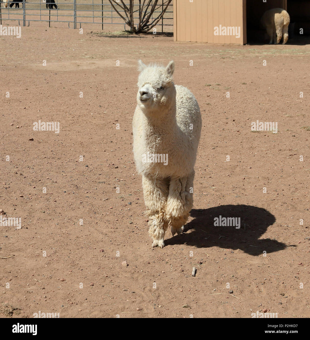 Wei er Alpaka Fu in Richtung der Kamera Stockfotografie Alamy