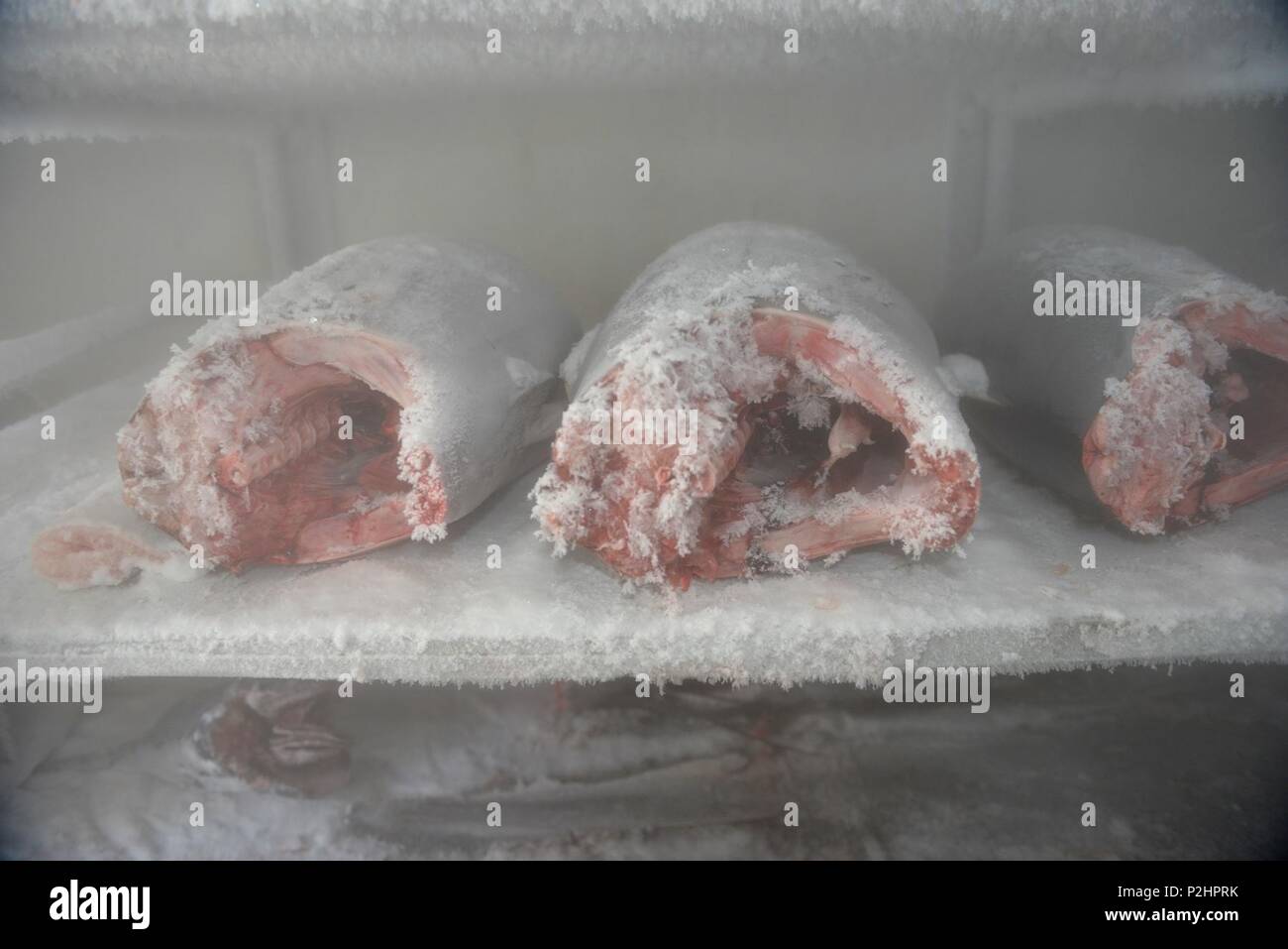 Gefrorener Thunfisch wird im Gefrierraum des Fischereifahrzeugs dar Long Cheng Nr. 2 unter taiwanischer Flagge gelagert, während einer Inspektion im westlichen Pazifik am 2. September 2016. Die US-Küstenwache führt gemeinsam mit der Australian Fisheries Management Authority Vorstände durch, um die Einhaltung der Vorschriften der Fischereikommission für den westlichen und mittleren Pazifik zu gewährleisten und ein nachhaltiges Fischereimanagement und die Einhaltung gesetzlicher Vorschriften für Hochseeoperationen zu unterstützen. Stockfoto