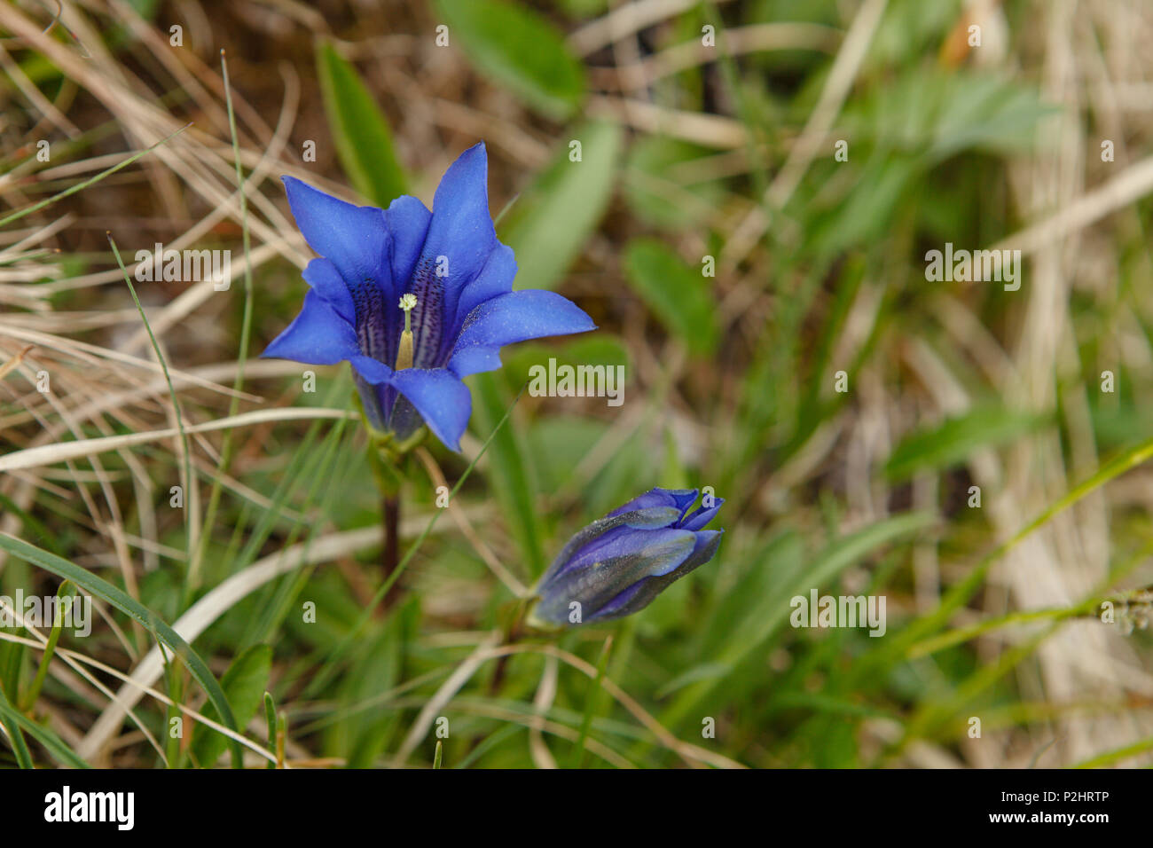 Enzian Blüte, Lat. Gentiana acaulis, in der Nähe von Schloss Elmau in der Nähe von Klais, Wettersteingebirge im Frühjahr, in der Nähe von Mittenwald, Werdenfel Stockfoto
