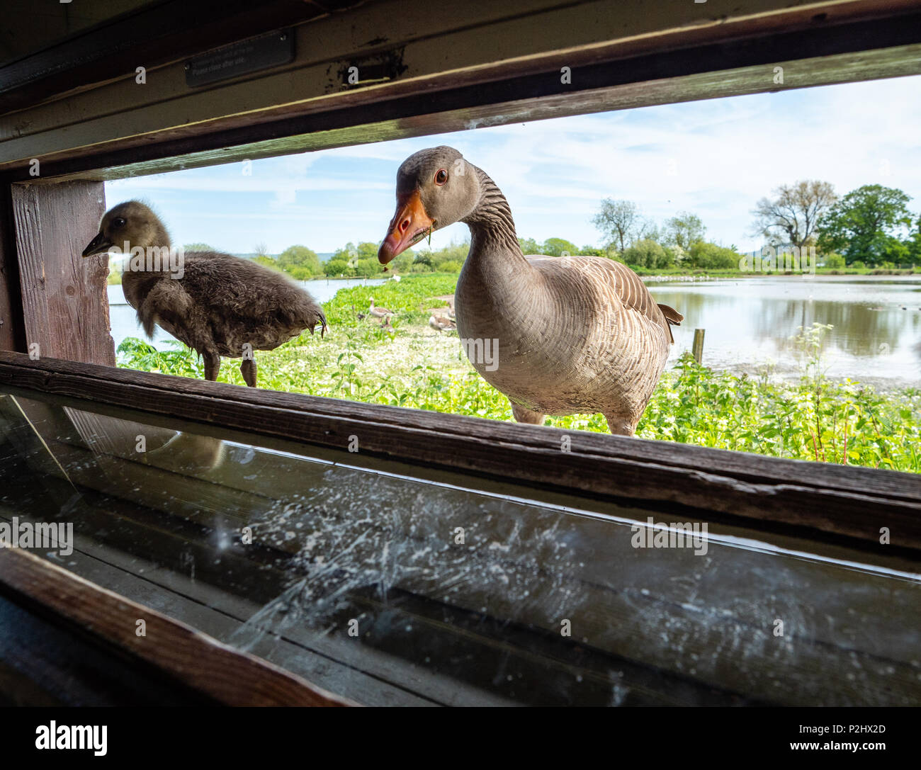 Graugans Mutter und gosling beobachten die Vogelbeobachter in einem Ausblenden in Slimbridge Wildlife und Feuchtgebieten in Gloucestershire, Großbritannien Stockfoto