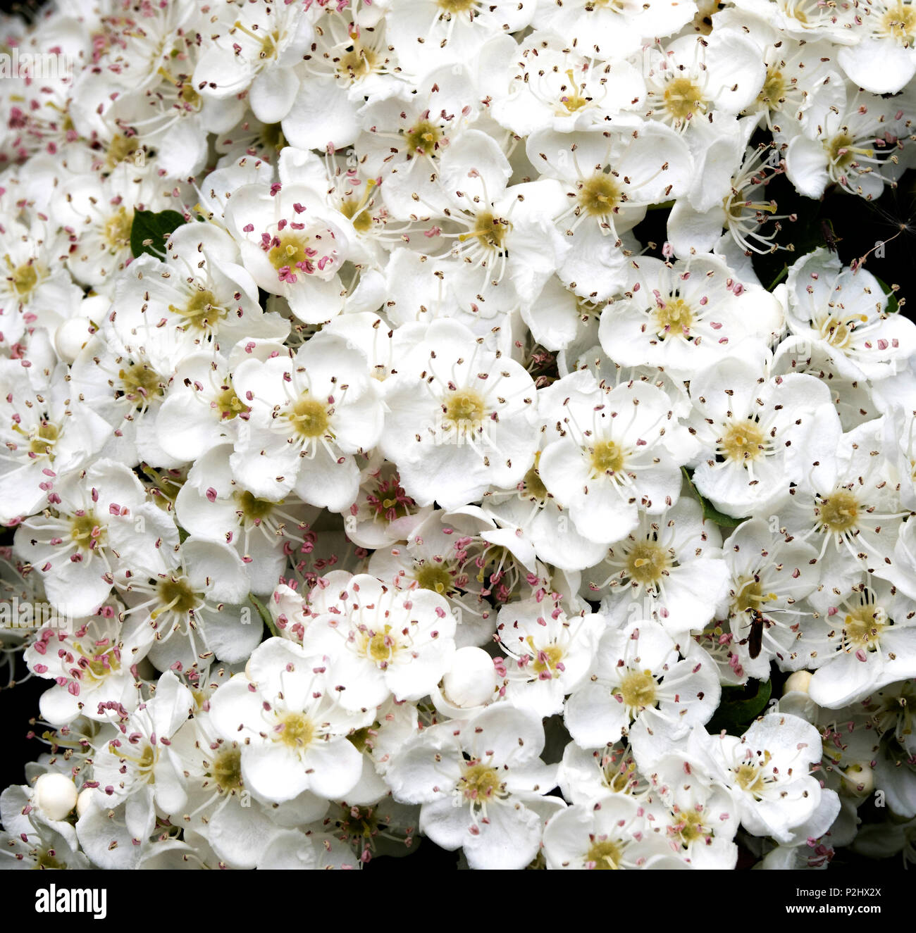 Wächsernen Blumen von Weißdorn oder Blüte Rosa moschata Ende Mai in South Wales UK Stockfoto