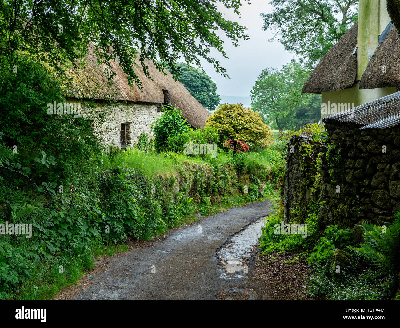 Schmale Gasse mit alten strohgedeckten Cottages in einer ruhigen Ecke von hexworthy Dorf auf Dartmoor auf ein typisch nasser Sommer Tag - Devon, Großbritannien Stockfoto