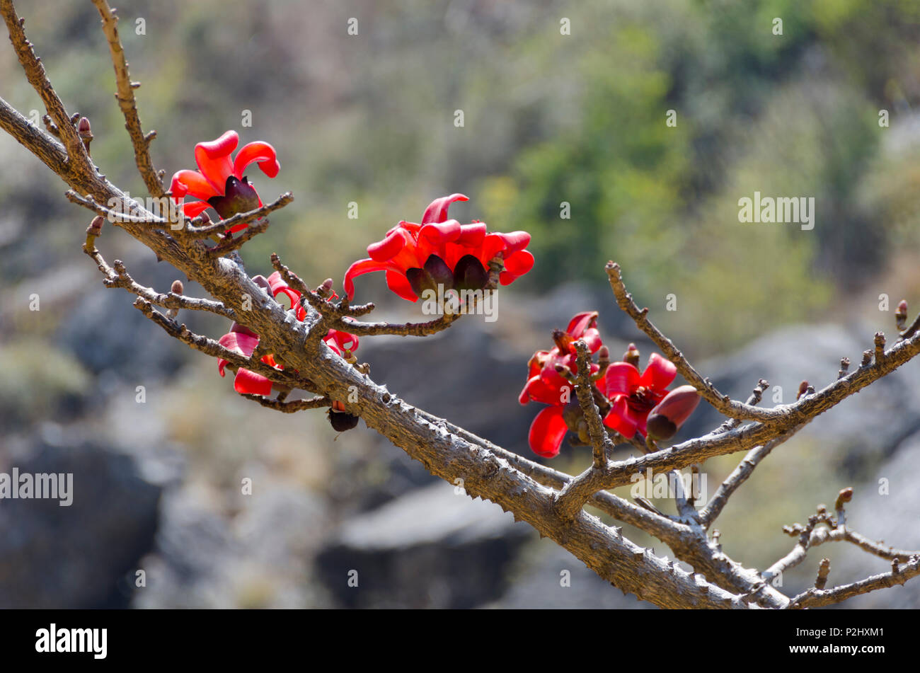 Roter Seide - Cotton Tree, oder Rot, Cotton Tree, Syabrubesi, Langtang Tal, Nepal Stockfoto