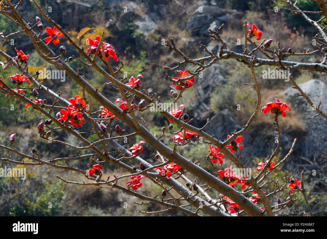 Roter Seide - Cotton Tree, oder Rot, Cotton Tree, Syabrubesi, Langtang Tal, Nepal Stockfoto