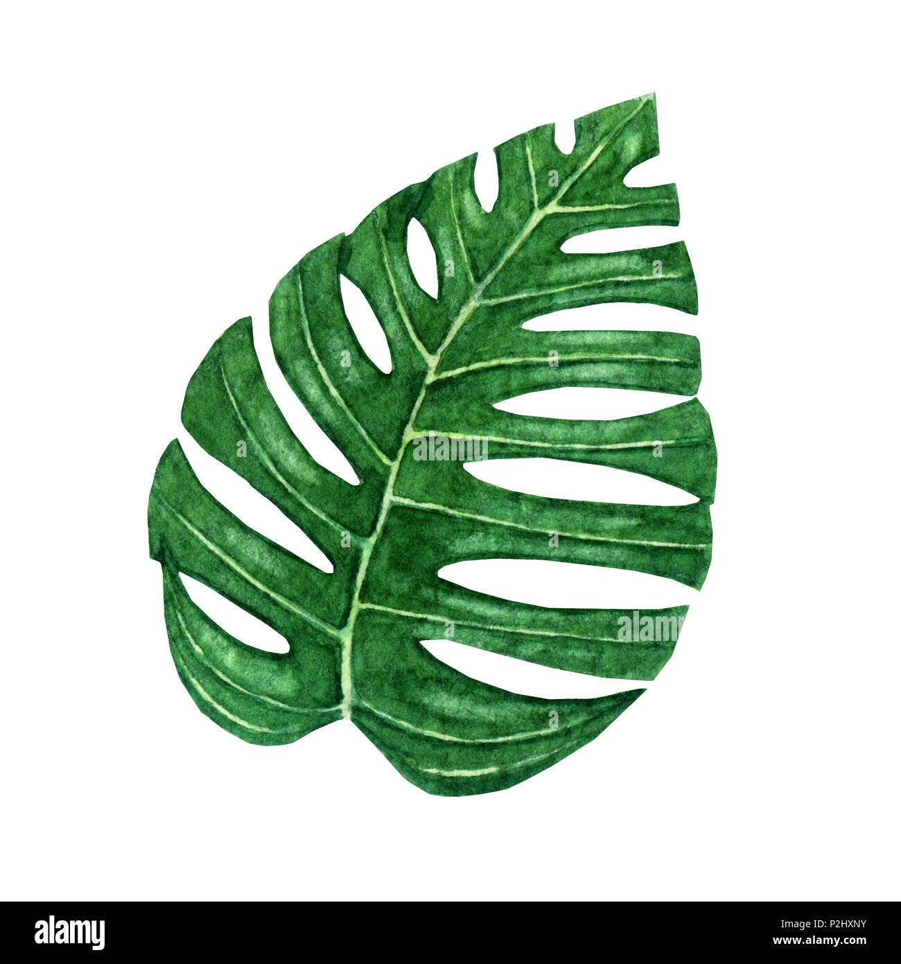 Hand gezeichnet Aquarell tropischen monstera Blatt auf dem weien  Hintergrund Stockfotografie - Alamy