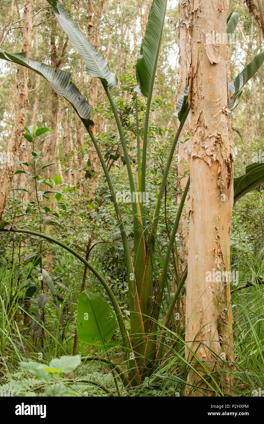 Broad-Leaved Paperbark Bäume (Melaleuca quinquenervia) und Ravenala madagascariensis des AKA traveller Baum oder Palme in Lachlan Sumpf in Centennial Park Stockfoto