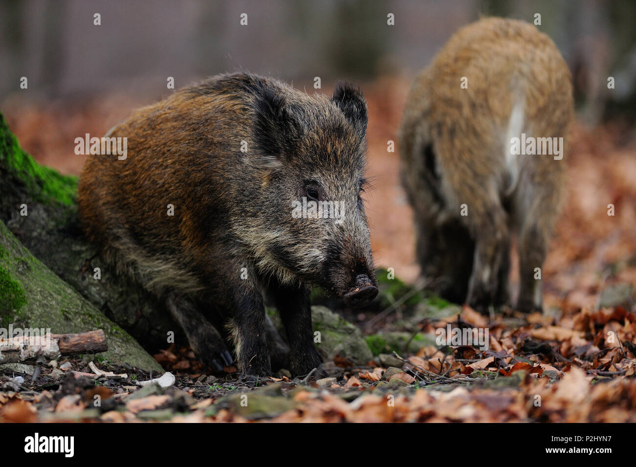 Wildschweine im Wald, Herbst, (Sus scrofa) Stockfoto