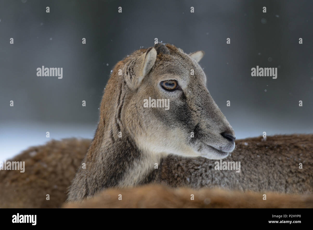 Mufflon weiblicher Kopf Portrait, Winter, (Ovis aries) Stockfoto