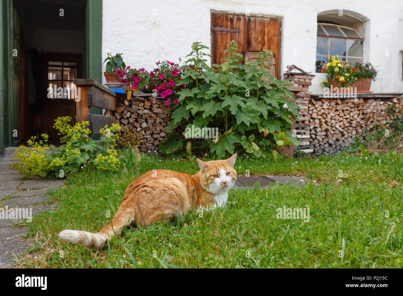 Katze vor einem alten Bauernhaus, Seehausen am Staffelssee, in der Nähe von Murnau, Landkreis Garmisch-Partenkirchen, Blaues Land, Bayerischen al Stockfoto