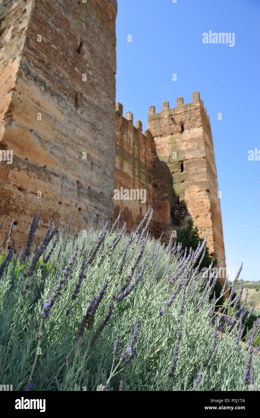 Lavendel am Fuße der alten maurischen Stadtmauer von Banos de la Encina, Andalusien, Spanien Stockfoto